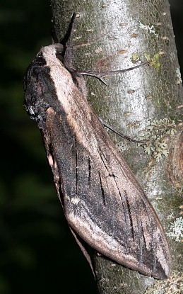 Resting male Sphinx ligustri, Caucasus, Russia. Photo: Viktor Sinjaev