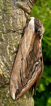 Resting female Sphinx ligustri, Oxfordshire, England. Photo: © Tony Pittaway