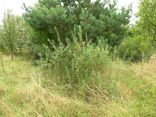 Typical habitat of Sphinx ligustri with Ligustrum vulgare, Oxfordshire, England. Photo: © Tony Pittaway