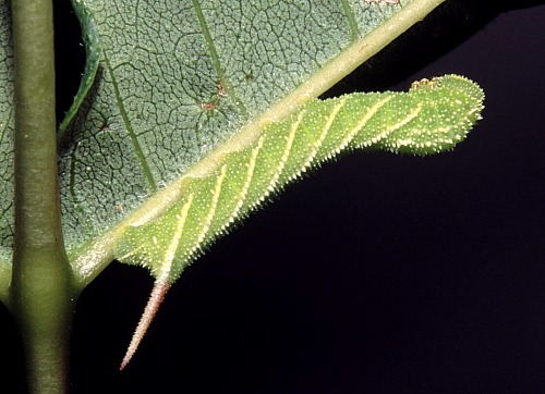 Third instar larva of Sphinx ligustri ligustri, Oxfordshire, England, UK. Photo: © Tony Pittaway.