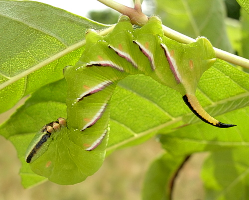 Part grown final instar larva of Sphinx ligustri ligustri, Oxfordshire, England, UK. Photo: © Tony Pittaway.