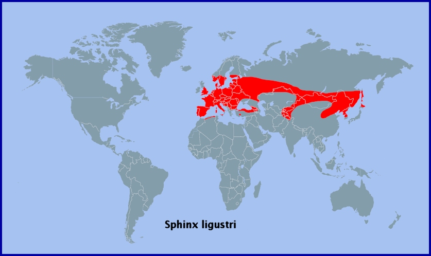 Global distribution of Sphinx ligustri. Map: © Tony Pittaway.