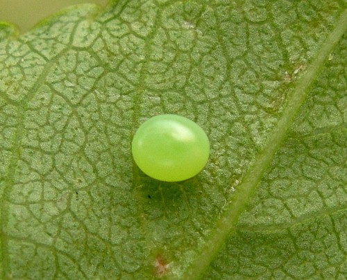 Egg of Sphinx ligustri ligustri, Oxfordshire, England, UK. Photo: © Tony Pittaway.