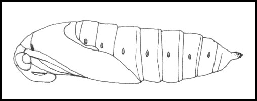 Pupa of Sphinx ligustri ligustri, Oxfordshire, England, UK. Image: © Tony Pittaway.