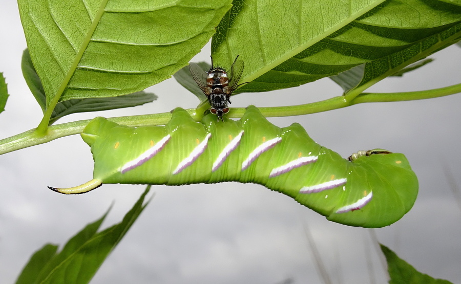 Full-grown larva of Sphinx ligustri being attacked by a tachinid fly (Winthemia cruentata), Cholsey, Oxfordshire, England, UK, 18.viii.2021. Photo: © Tony Pittaway.