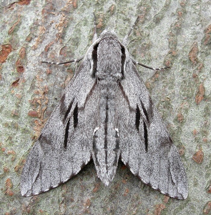 Male Hyloicus maurorum, Catalonia, Spain. Photo: © Tony Pittaway