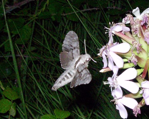 Adult Hyloicus maurorum feeding from soapwort (Saponaria), Catalonia, Spain. Photo: © Ben Trott.