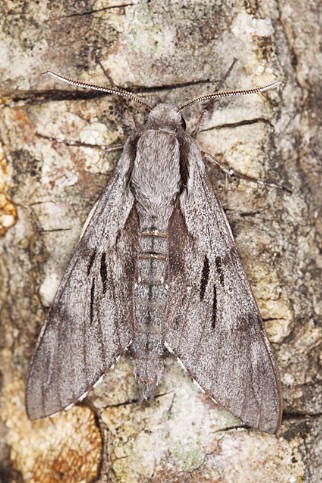 Male Hyloicus maurorum, Pyrenees, Spain. Photo: © Frank Deschandol.