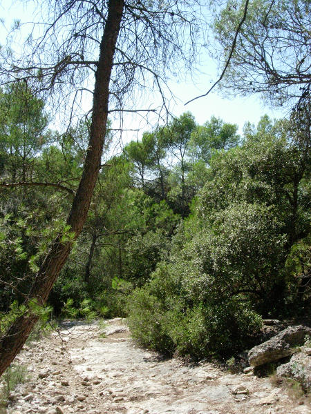 Typical habitat of Hyloicus maurorum, Catalonia, Spain. Photo: © Ben Trott.