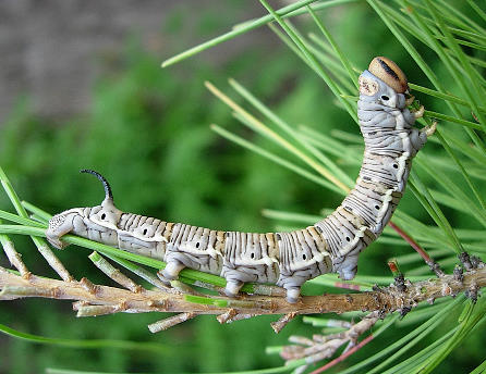 Full-grown larva of Hyloicus maurorum, Catalonia, Spain. Photo: © Ben Trott.