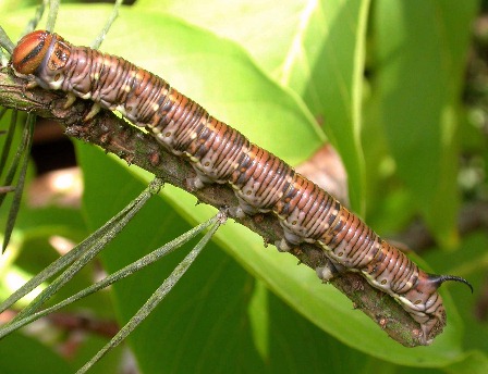 Full-grown larva of Hyloicus maurorum, southern France. Photo: © Jean Haxaire