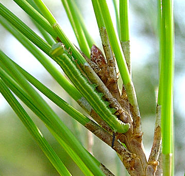 Second instar larva of Hyloicus maurorum, Catalonia, Spain. Photo: © Ben Trott.