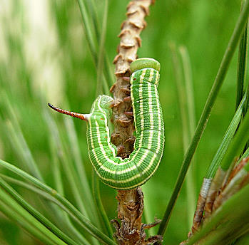 Fourth instar larva of Sphinx maurorum, Catalonia, Spain. Photo: © Ben Trott.