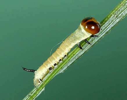 Early first instar larva of Hyloicus maurorum, Casserouge, France. Photo: © Jean Haxaire.