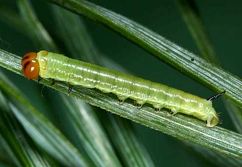 Late first instar larva of Sphinx maurorum, Casserouge, France. Photo: © Jean Haxaire.