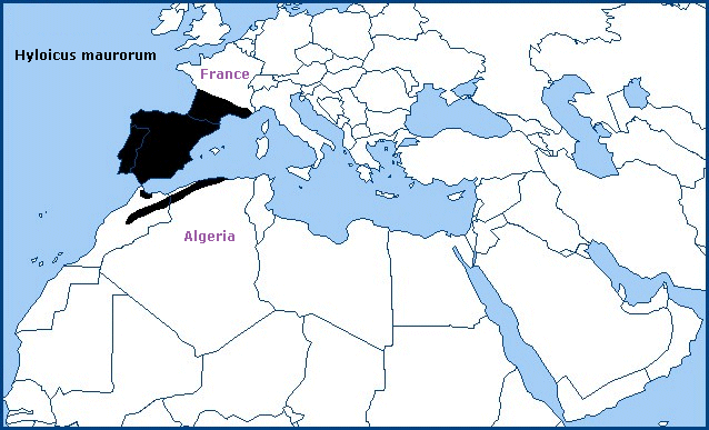 Global distribution of Hyloicus maurorum. Map: © Tony Pittaway.