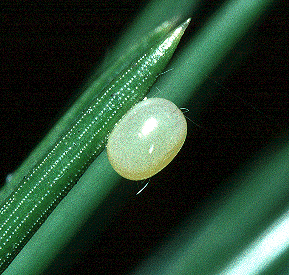 Ovum of Hyloicus maurorum, Valencia, Spain. Photo: © Tony Pittaway