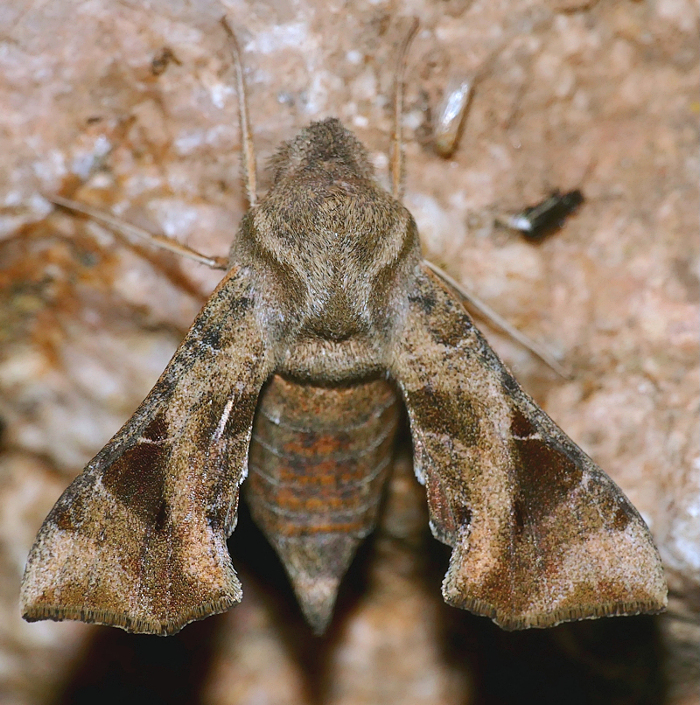 Sphingonaepiopsis nana, Kruger View Chalets, Malalane, Mpumalanga, South Africa, 27.x.2023. Photo: © Bernard Dupont.