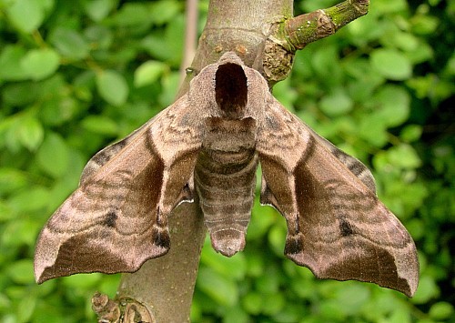 Male Smerinthus ocellatus ocellatus, Oxfordshire, England. Photo: © Tony Pittaway