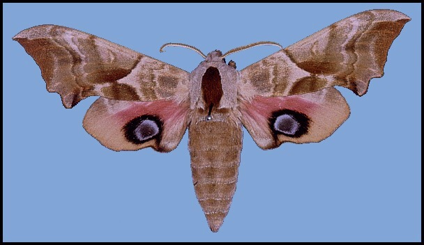 Male Smerinthus ocellatus ocellatus, Oxfordshire, England.