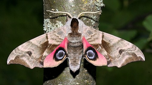 Male Smerinthus ocellatus ocellatus in alarm posture, Caucasus, Russia. Photo: Viktor Sinjaev