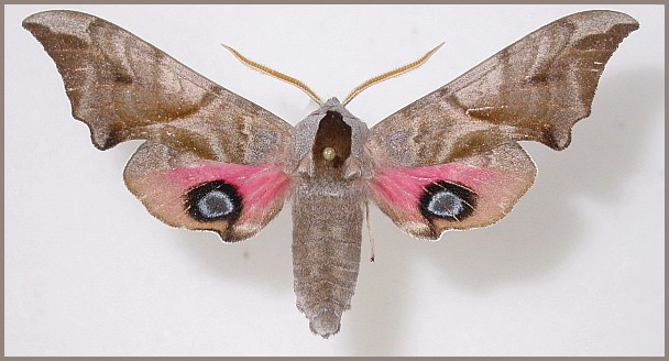 Male Smerinthus ocellatus ocellatus, 15km E Bisan, Kazakhstan, 29.V.2000. Photo: © Jean Haxaire, coll. EMEM.