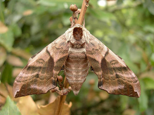 Female Smerinthus ocellatus ocellatus, Oxfordshire, England. Photo: © Tony Pittaway