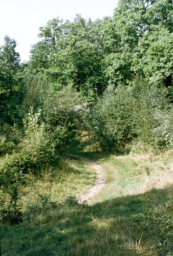 Typical habitat of Smerinthus ocellatus ocellatus, Epping Forest, Essex, England, UK. Photo: © Tony Pittaway.