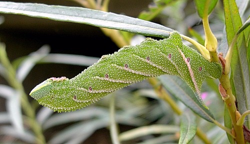 Final instar larva of Smerinthus ocellatus ocellatus, Oxfordshire, England. Photo: © Tony Pittaway.