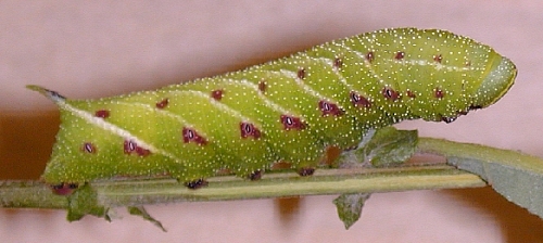 Larval form of Smerinthus o. ocellatus, Joensuu, Finland. Photo: Timo Veteli/Jaakko Pohjoismaki