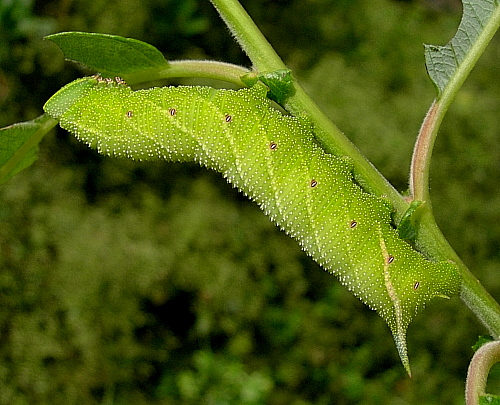 Final instar larva of Smerinthus ocellatus ocellatus, Oxfordshire, England. Photo: © Tony Pittaway.