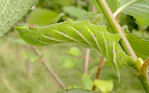 Final instar larva of Smerinthus ocellatus ocellatus, Oxfordshire, England. Photo: © Tony Pittaway.