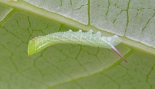 Second instar larva of Smerinthus ocellatus ocellatus (pale form), Oxfordshire, England. Photo: © Tony Pittaway.