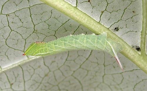 Third instar larva of Smerinthus ocellatus ocellatus (pale form), Oxfordshire, England. Photo: © Tony Pittaway.
