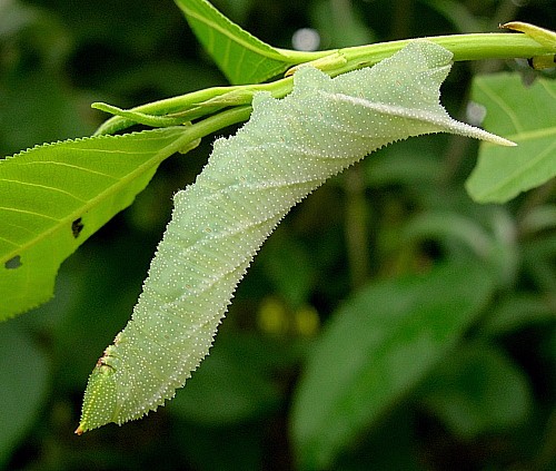 Fourth instar larva of Smerinthus ocellatus ocellatus (pale form), Oxfordshire, England. Photo: © Tony Pittaway.