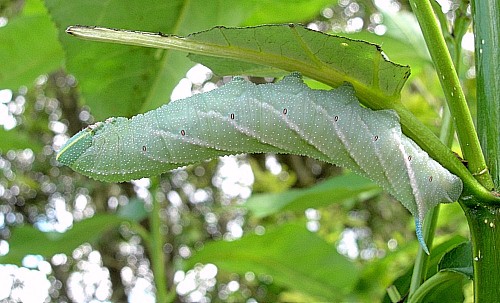 Full-grown final instar larva of Smerinthus ocellatus ocellatus (pale form), Oxfordshire, England. Photo: © Tony Pittaway.