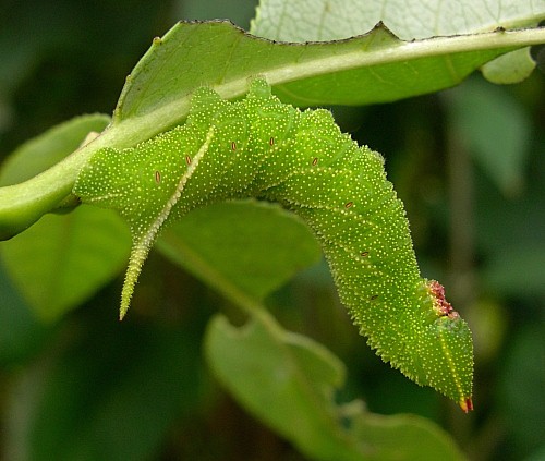 Fourth instar larva of Smerinthus ocellatus ocellatus (green form), Oxfordshire, England. Photo: © Tony Pittaway.