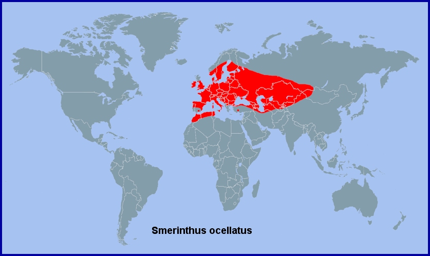 Global distribution of Smerinthus ocellatus. Map: © Tony Pittaway.