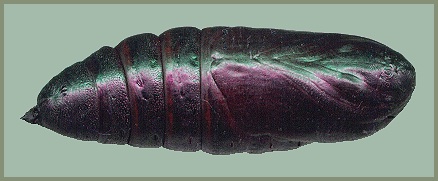 Pupa of Smerinthus ocellatus ocellatus, Oxfordshire, England. Photo: © Tony Pittaway.