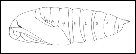 Pupa of Smerinthus ocellatus ocellatus, Oxfordshire, England. Image: © Tony Pittaway.