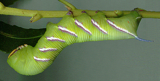 Full-grown larva of Sphinx perelegans, Grass Valley, California, USA. Photo: © Tony Pittaway.