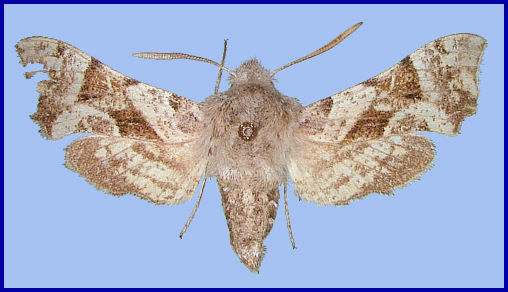 Adult Sphingonaepiopsis gorgoniades f. pfeifferi, Alborz Mountains, Iran. Photo: © Martin Lödl, NHMW.