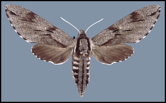 Female Hyloicus pinastri, Duben, Germany.