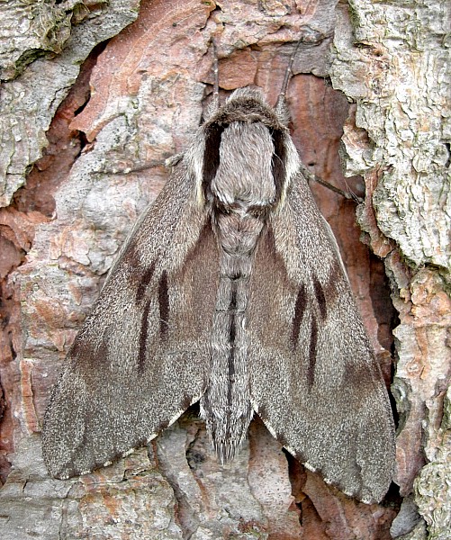 Male Hyloicus pinastri, Wiltshire, England. Photo: © Tony Pittaway