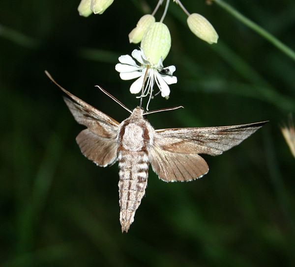 Feeding Hyloicus pinastri, Hungary. Photo: © Szabolcs Safian.