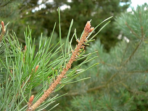 Typical feeding damage of Hyloicus pinastri, Oxfordshire, England. Photo: © Tony Pittaway