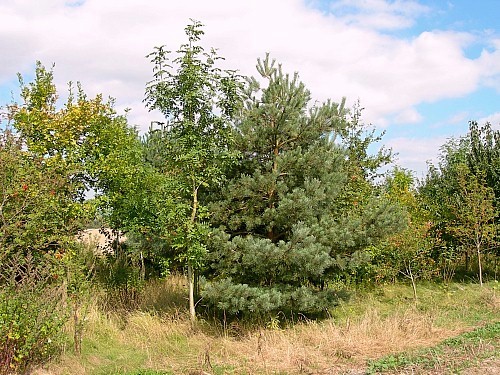 Typical habitat of Hyloicus pinastri, Oxfordshire, England. Photo: © Tony Pittaway