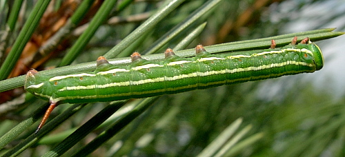 Fourth instar larva of Hyloicus pinastri, Oxfordshire, England. Photo: © Tony Pittaway.