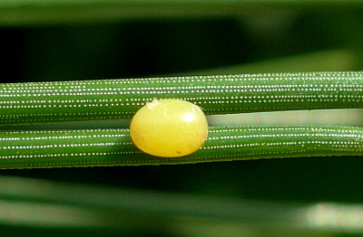 Egg of Hyloicus pinastri, Oxfordshire, England. Photo: © Tony Pittaway.