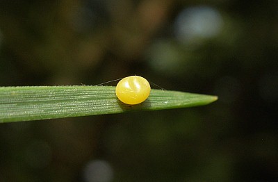 Egg of Hyloicus pinastri, Cholsey, Oxfordshire, England, 18.vii.2009. Photo: © Tony Pittaway.